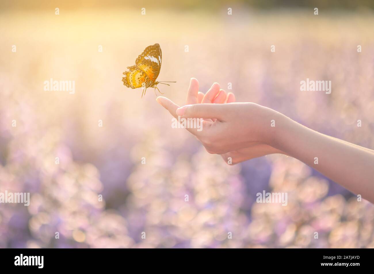 La ragazza si libera la farfalla dal vaso del frullatore, golden blue momento concetto di libertà Foto Stock