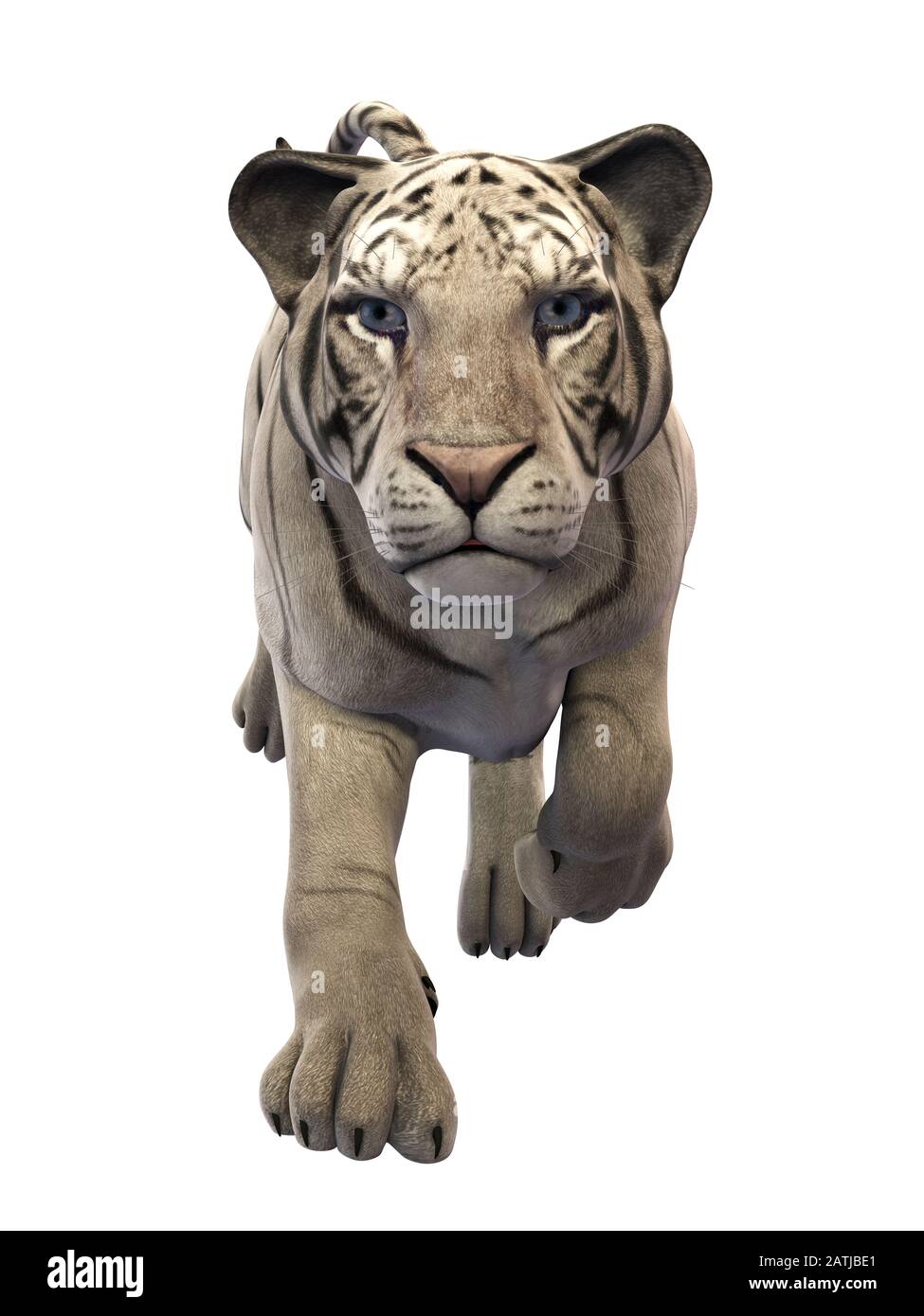 Caccia alla tigre bianca, animale isolato su sfondo bianco Foto Stock