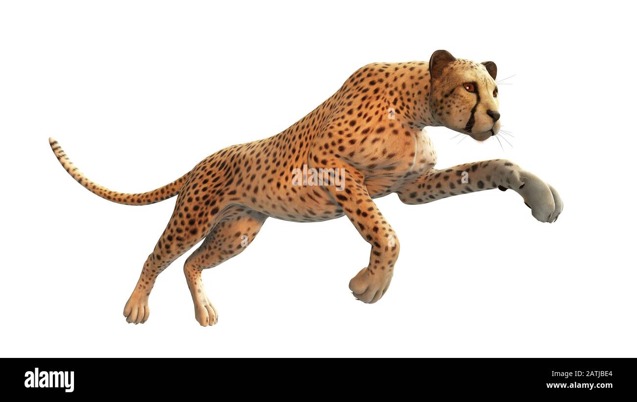 Caccia al ghepardo, animale isolato su sfondo bianco Foto Stock