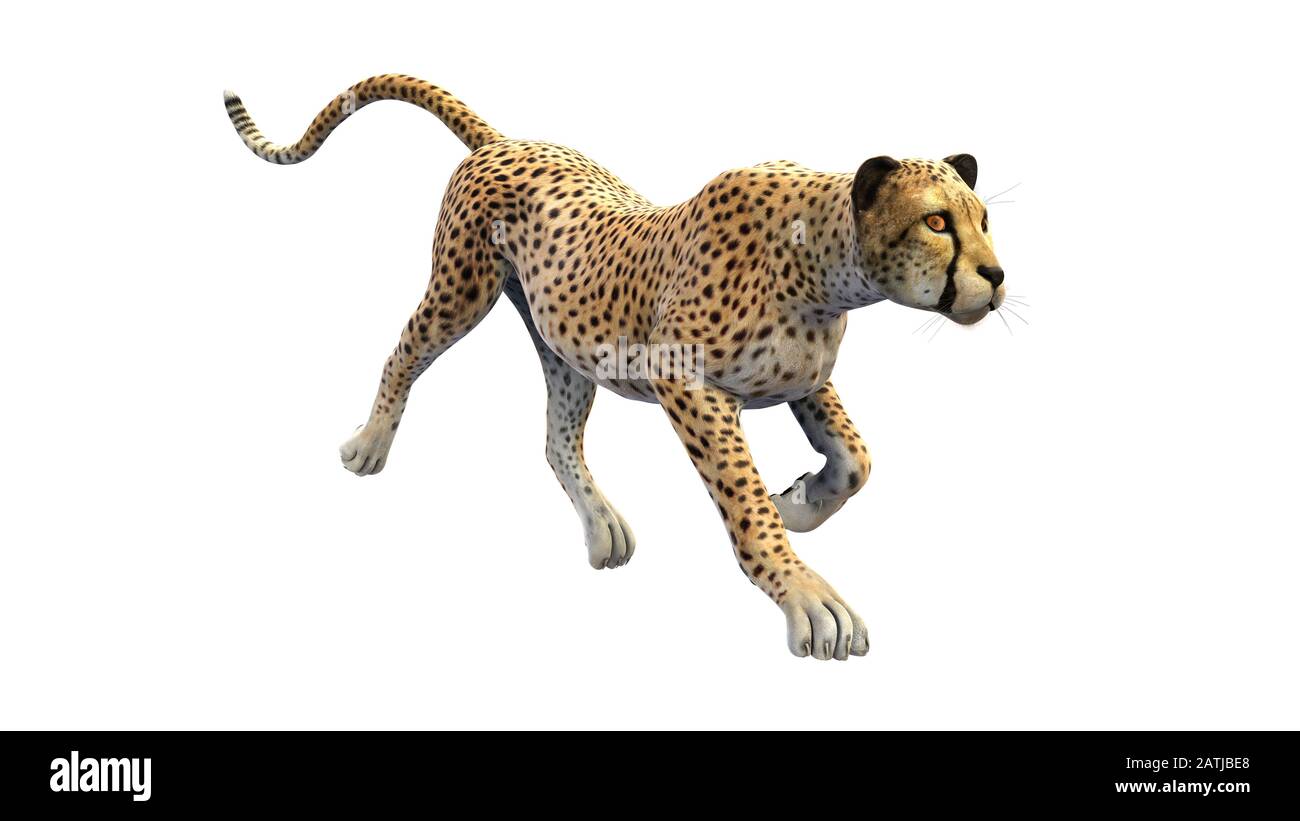 Cheetah si insinua sulla preda, animale isolato su sfondo bianco Foto Stock