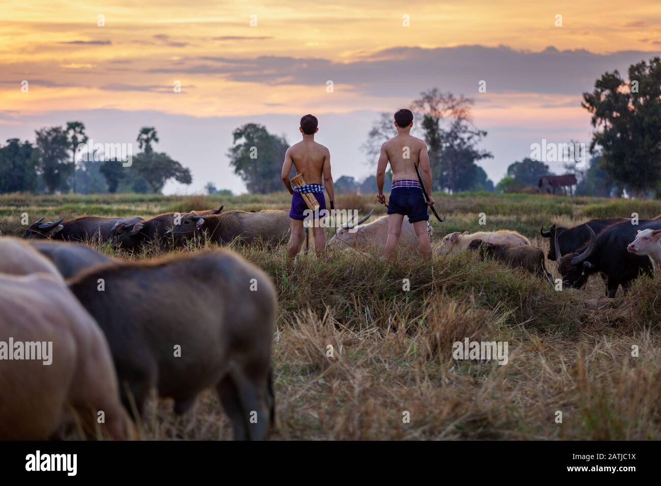 Commercio di bestiame della Thailandia tradizionale. Foto Stock