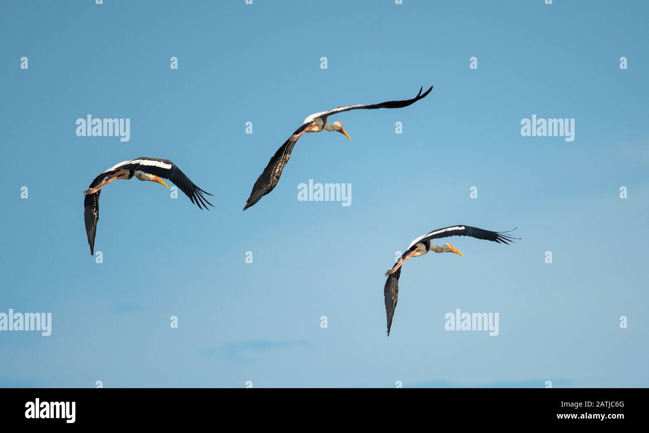 Tre uccelli che volano nel cielo Foto Stock