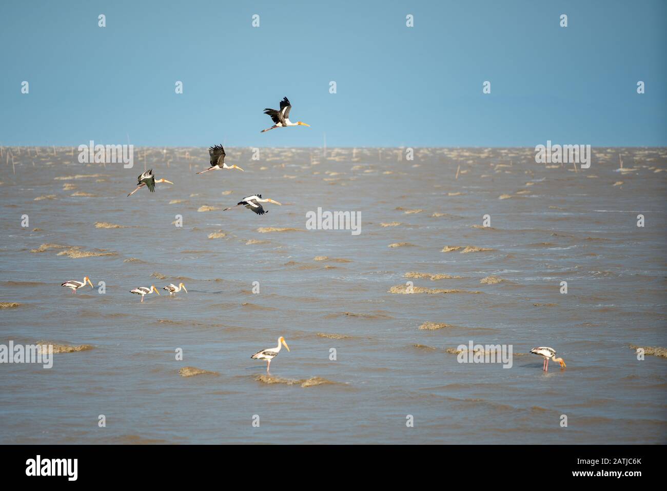 Uccelli che volano nel mare Landmark spiaggia Bang Poo Thailandia. Foto Stock