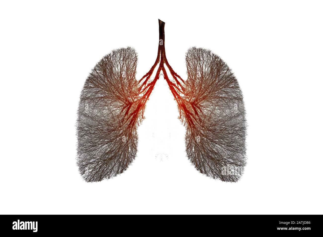 Illustrazione dell'albero polmonare (ambiente e medicina) Foto Stock