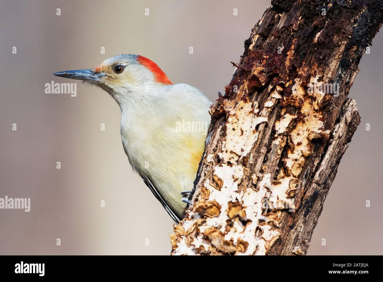 Maschio rosso-picchio panciuto Foto Stock