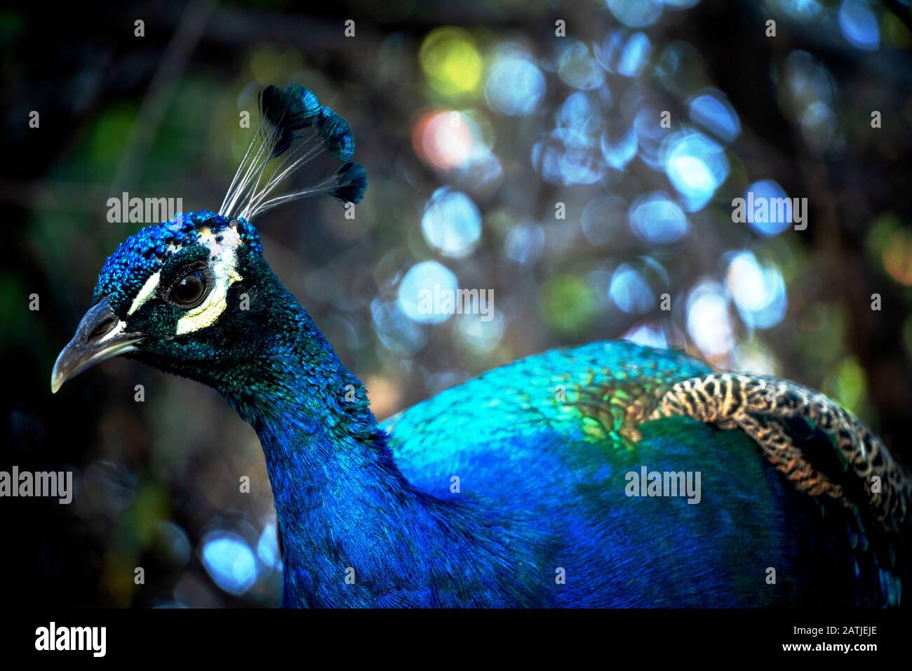 Maschio indiano pavone o indiano pavona Chiudi ripresa Foto Stock