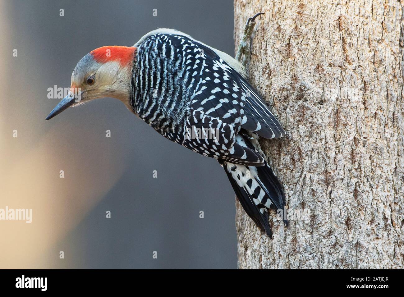 Maschio rosso-picchio panciuto Foto Stock