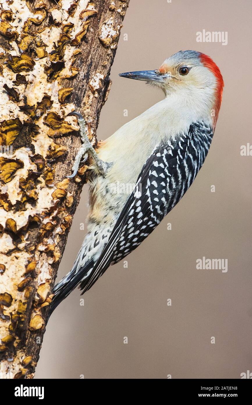 Maschio rosso-picchio panciuto Foto Stock