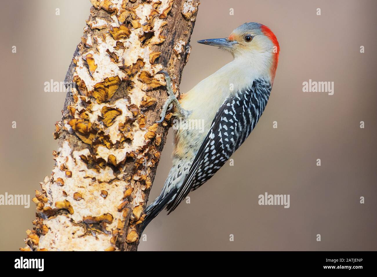 Maschio rosso-picchio panciuto Foto Stock