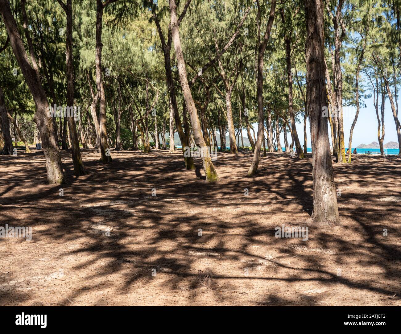 Alti alberi fiancheggiano la spiaggia di sabbia di Sherwood sulla costa orientale di Oahu nelle Hawaii Foto Stock