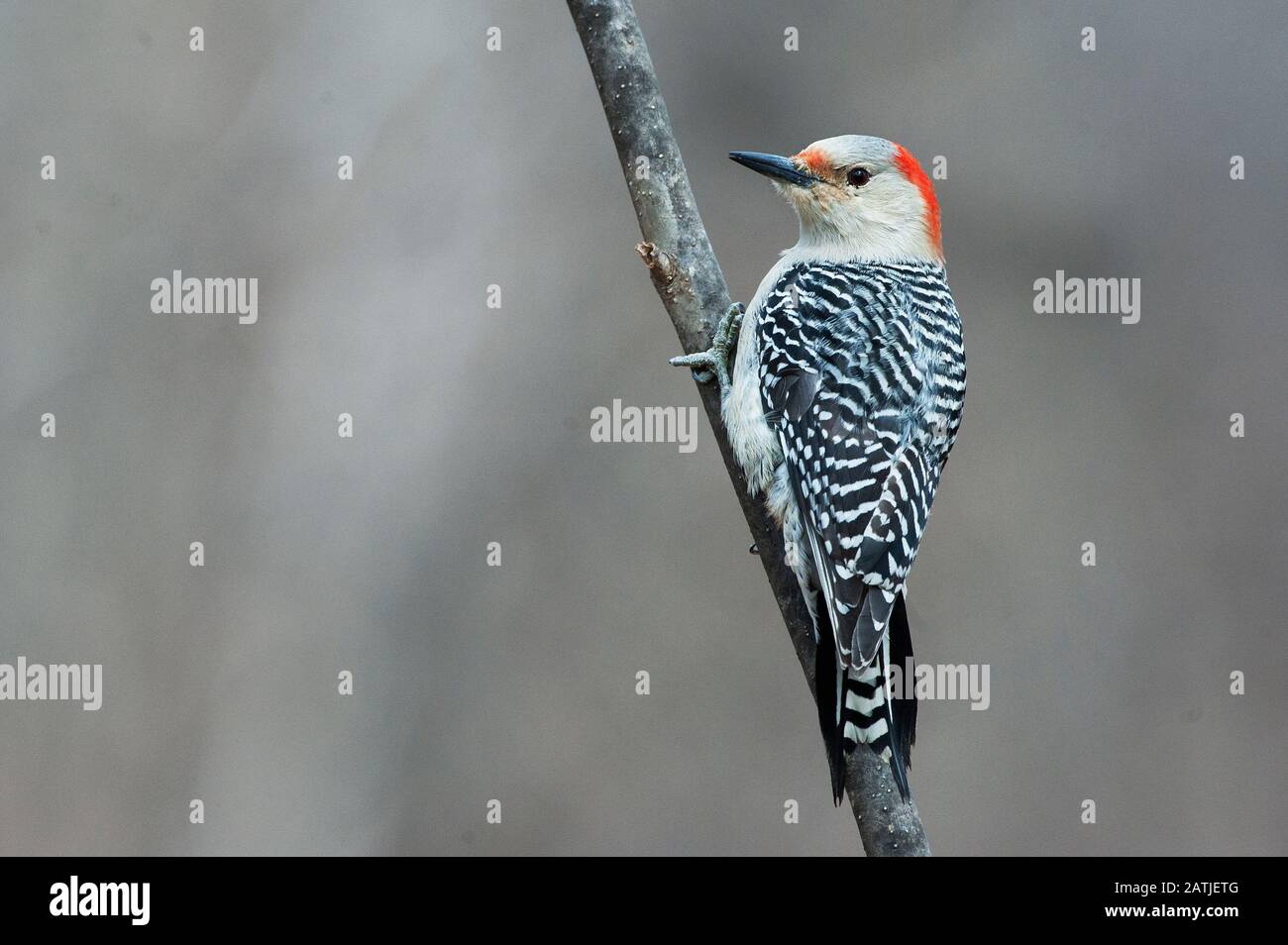 Maschio rosso-picchio panciuto Foto Stock