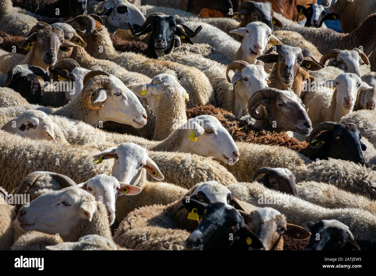 Gregge di pecore insieme per proteggere l'un l'altro dal freddo Foto Stock
