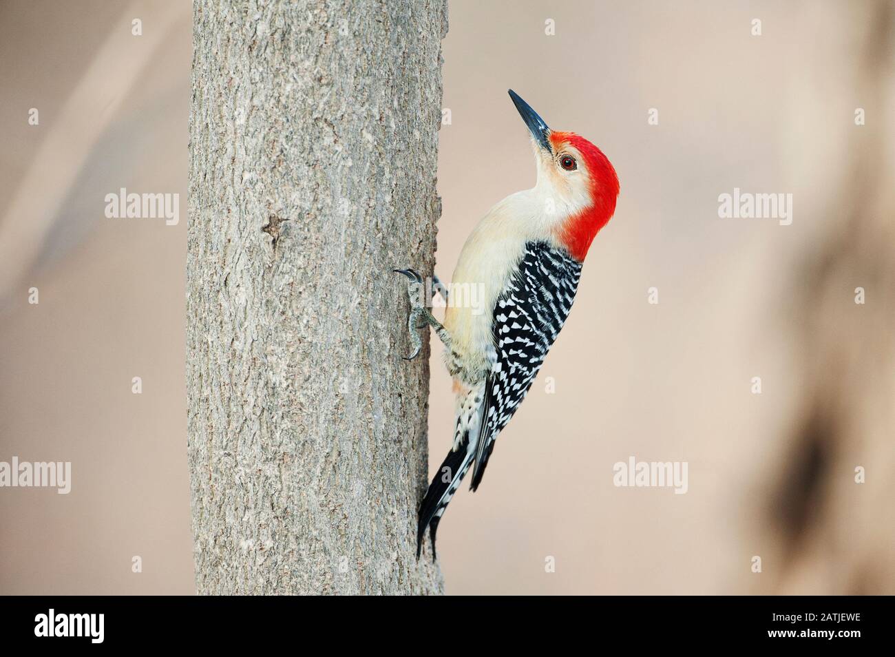 Maschio rosso-picchio panciuto Foto Stock