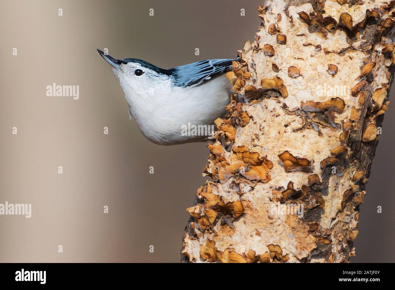 Bianco - un nuthatch in posa iconica Foto Stock