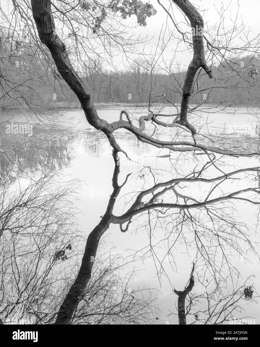 Grandi rami d'albero che riflettono le acque calme di un lago in Upstate New York, in bianco e nero Foto Stock