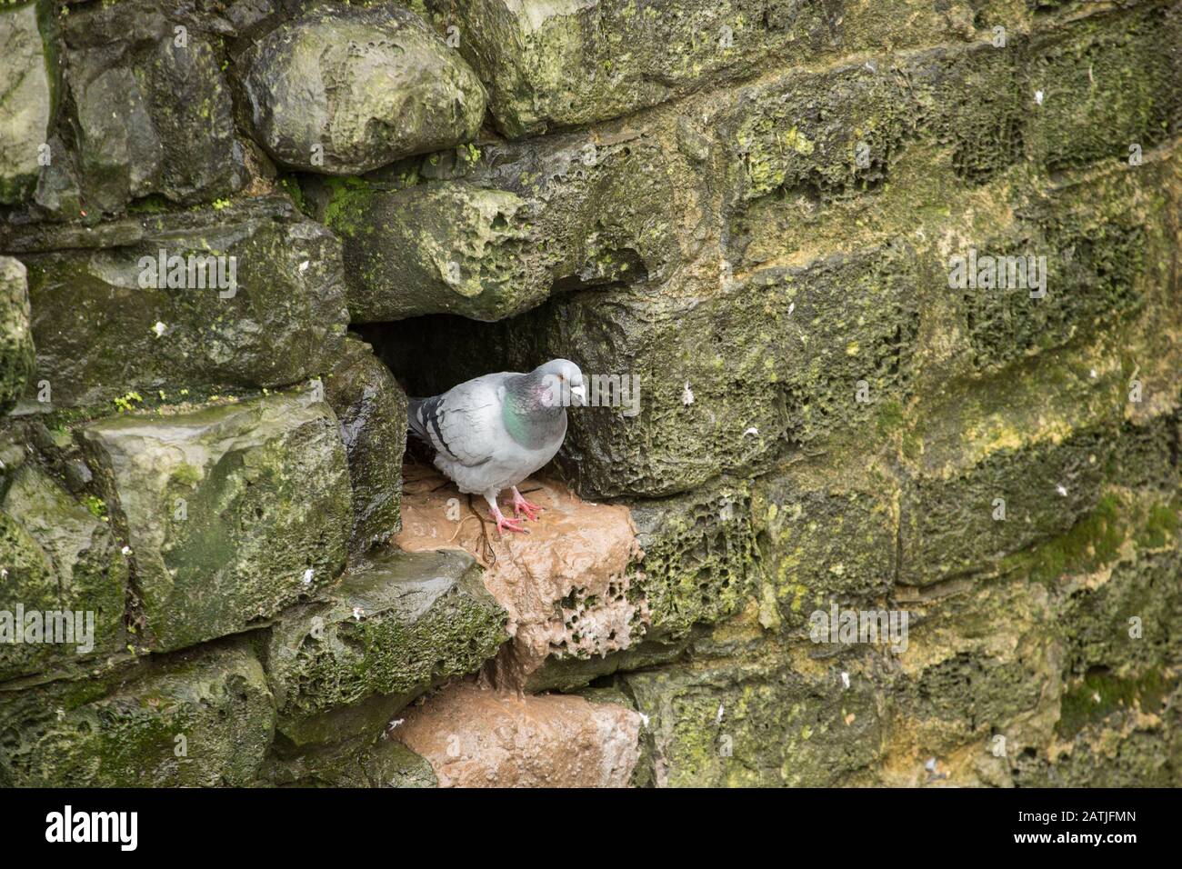Un piccione ferale, uno di molti, che hanno fatto le loro case in pietra su entrambi i lati del fiume Lim, o Lym, a Lyme Regis in Dorset Inghilterra UK GB Foto Stock