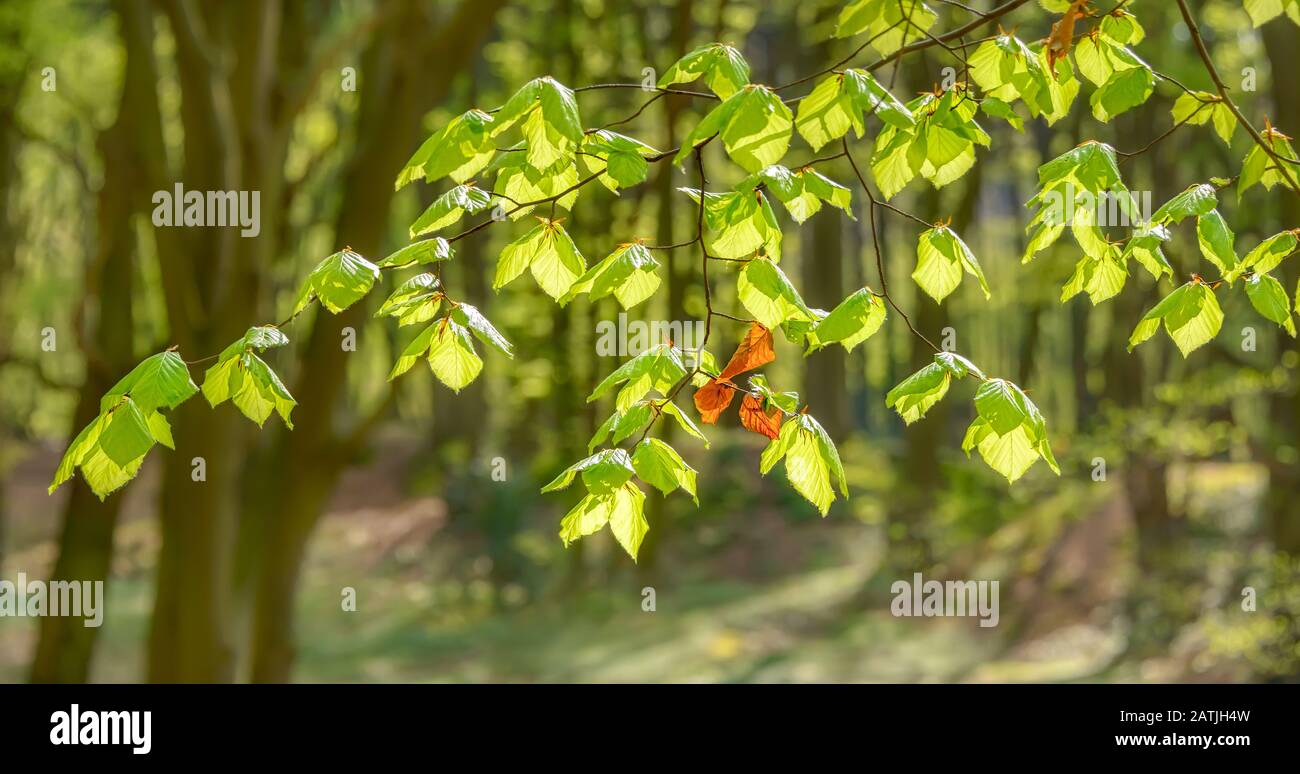 Faggio europeo, Fagus sillavatica, con foglie verdi fresche e alcune foglie colorate caduta appassite in una foresta in primavera, Siebengebirge, Germania, Europa Foto Stock