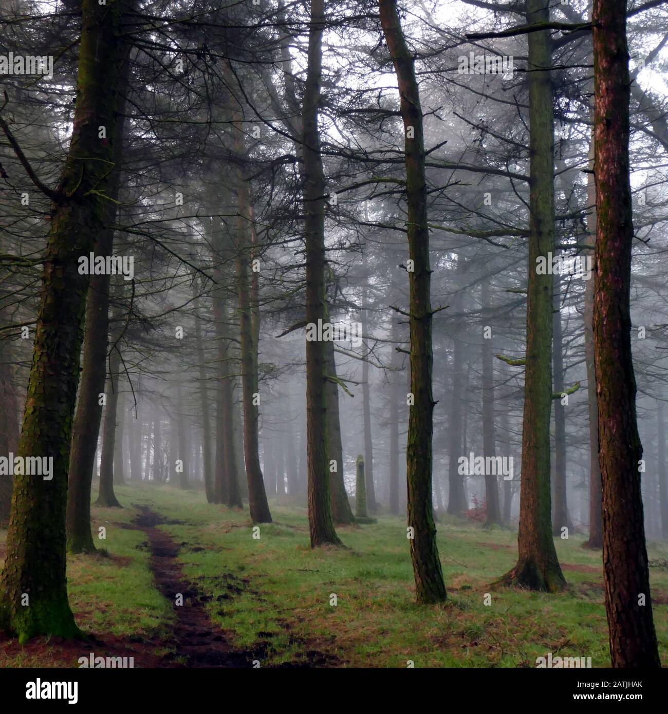 Distretto di picco, Derbyshire, Regno Unito. 23 Gennaio 2020. La nebbia mattutina che dona al bosco un'atmosfera inquietante a gennaio nel distretto di Peak nel Derbyshire, Regno Unito Foto Stock