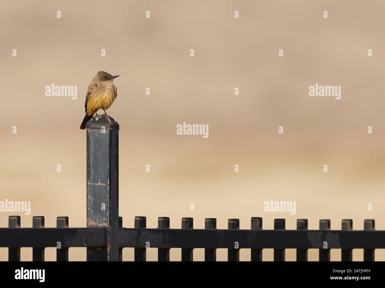 Un piccolo uccello Di Phoebe Di Say siede tranquillamente su un palo di recinzione di metallo. Foto Stock