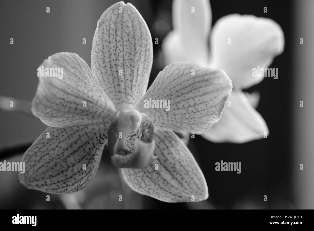 Primo piano di un orchidea fiore in bianco e nero Foto Stock