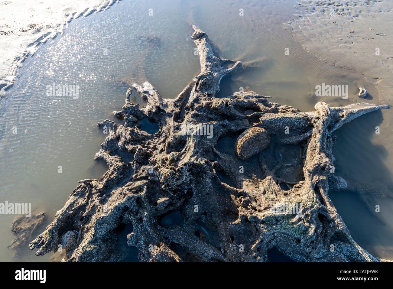 Parzialmente pietrificato o parziale concrezione di antichi resti di albero su Abergele Pensarn spiaggia Galles del Nord Foto Stock