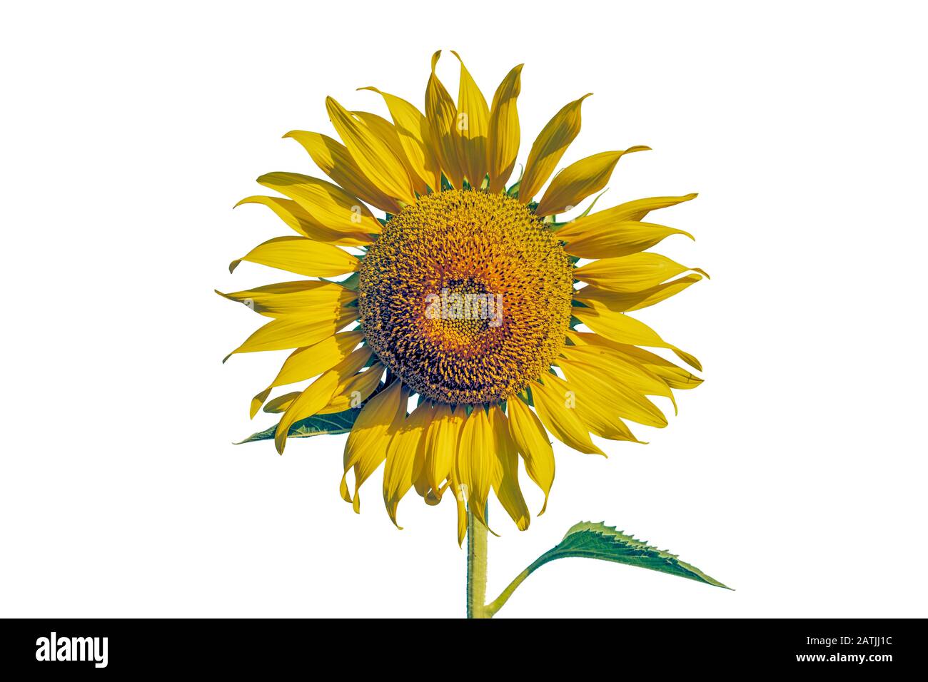 Sunflowerisolated in bianco sfondo centrato primo piano vibrante colore Foto Stock