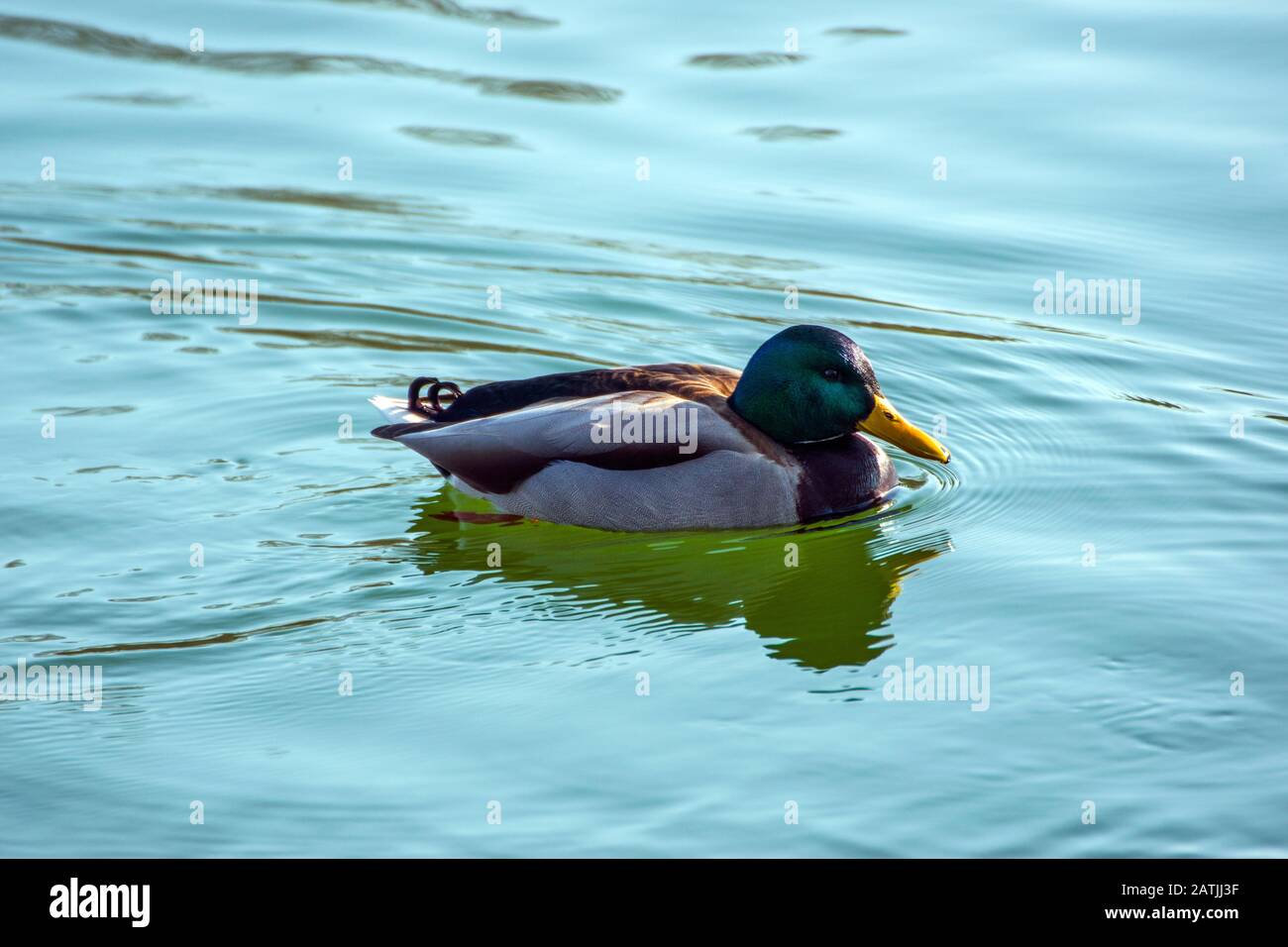 Una simpatica anatra nuotando nel lago. Si tratta di un uccello d'acqua molto comune con gambe corte, un collo corto e un grande becco piatto. Foto Stock