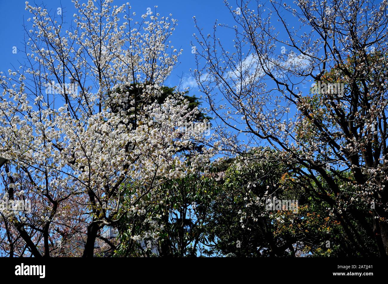 Fiori di ciliegio sotto il cielo blu in un giorno di primavera Foto Stock