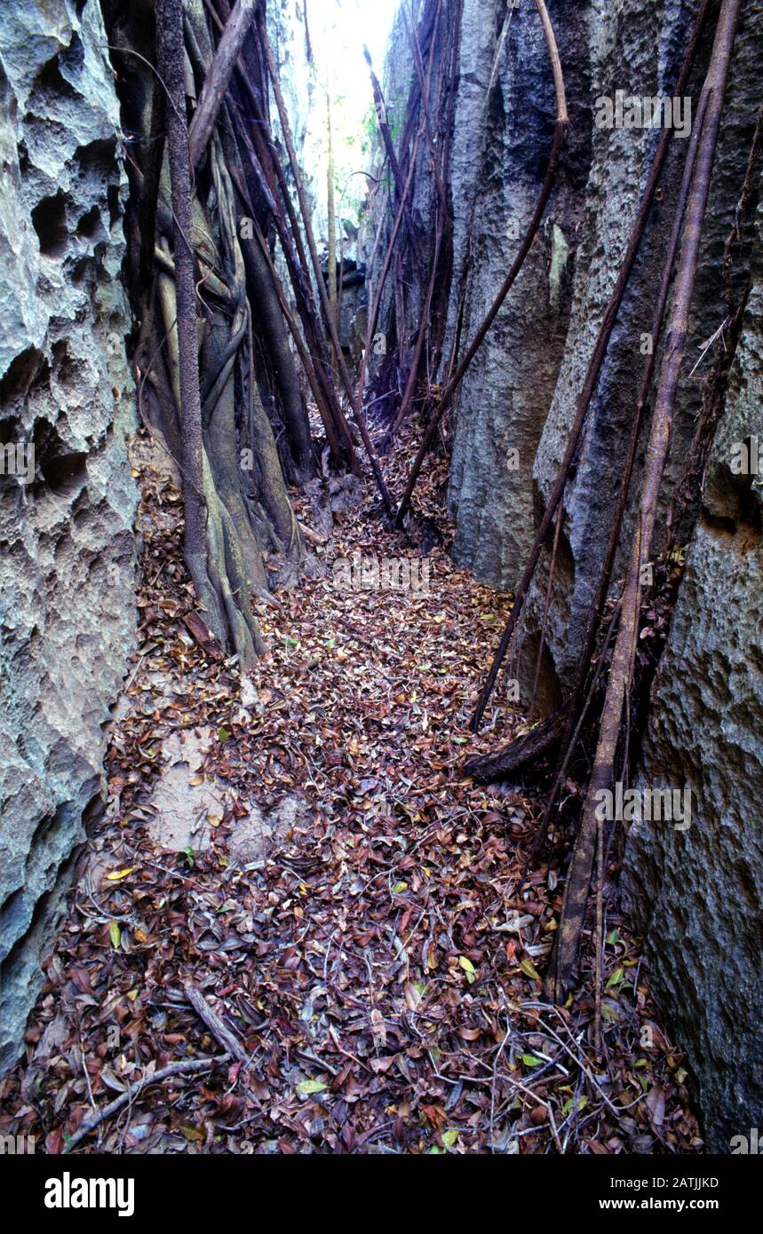 Gola stretta o Canyon conosciuto come il Labyrinth con Affioramenti Calcarei carsici e Ficus Baronii albero Radici nella Tsingy de Bemaraha Strict Nature Reserve, Parco Nazionale e Patrimonio Mondiale dell'UNESCO Sire Western Madagascar Foto Stock