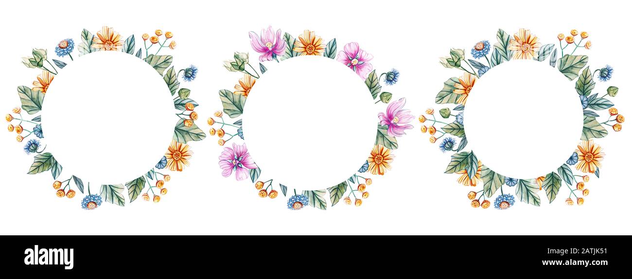 Cornici rotonde con fiori selvatici acquerello. Wreaths per un matrimonio su sfondo bianco con fiori di mallow, margherite, tansy, garofani. C'è una p Foto Stock