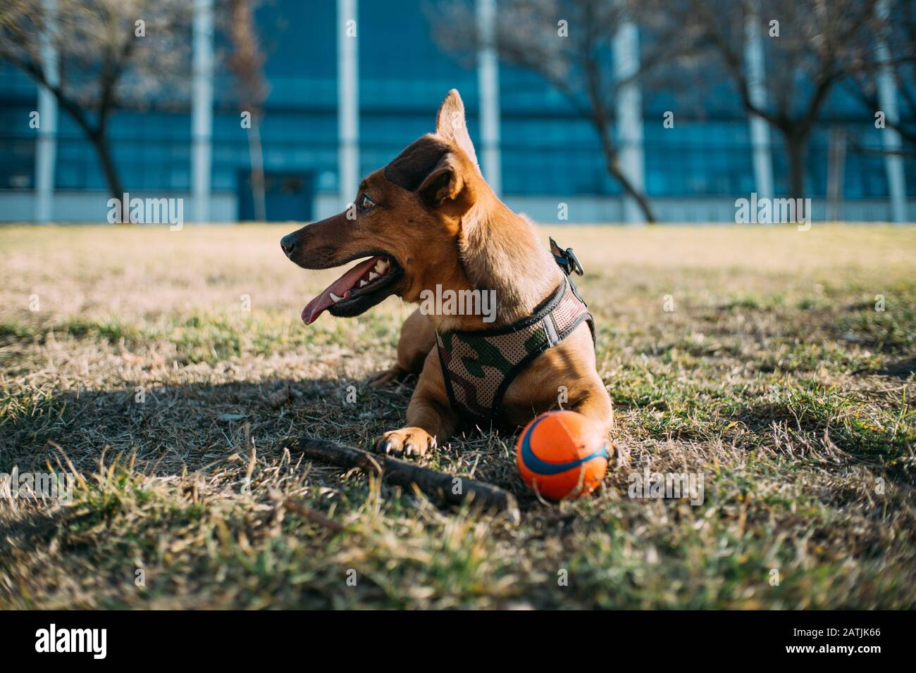 Carino giovane cane ansante con la lingua in una giornata di sole, mentre seduto su un prato. Educazione, agilità e giocoso concetto di cane. Foto Stock