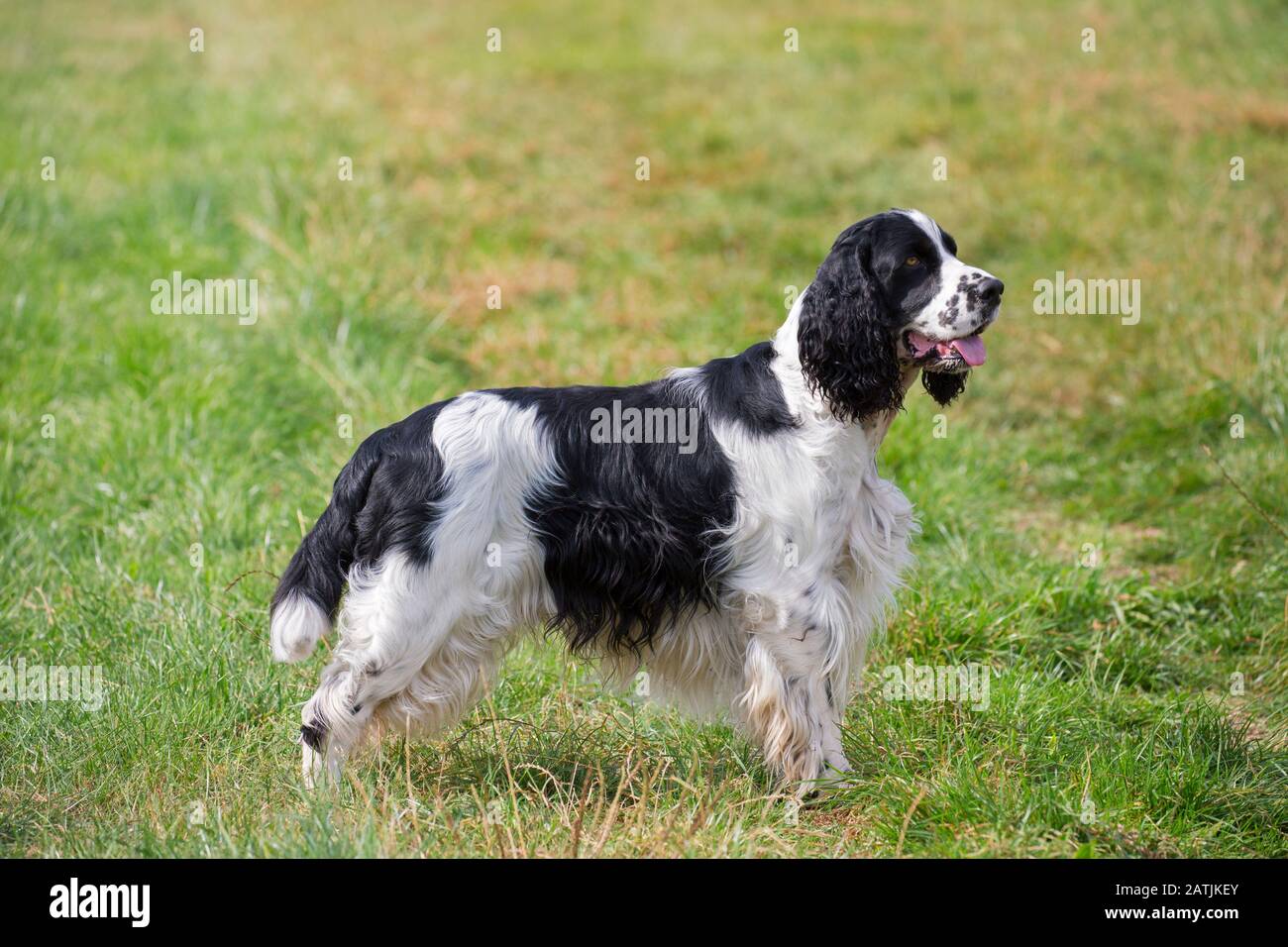 Inglese Springer Spaniel, razza di cane da pistola in campo Foto Stock