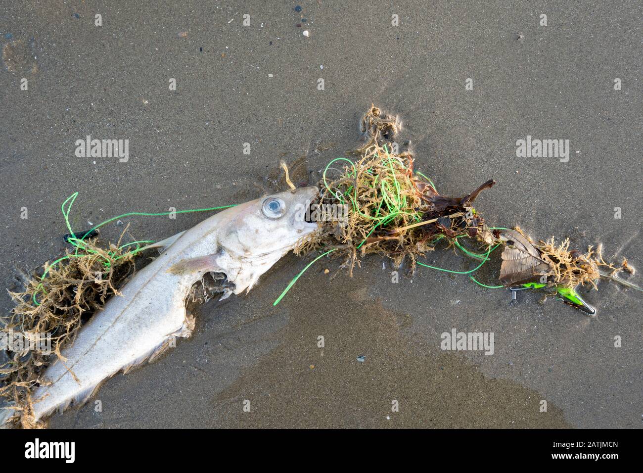 Pesci di mare morti catturati in linea di pesca scartata Foto Stock