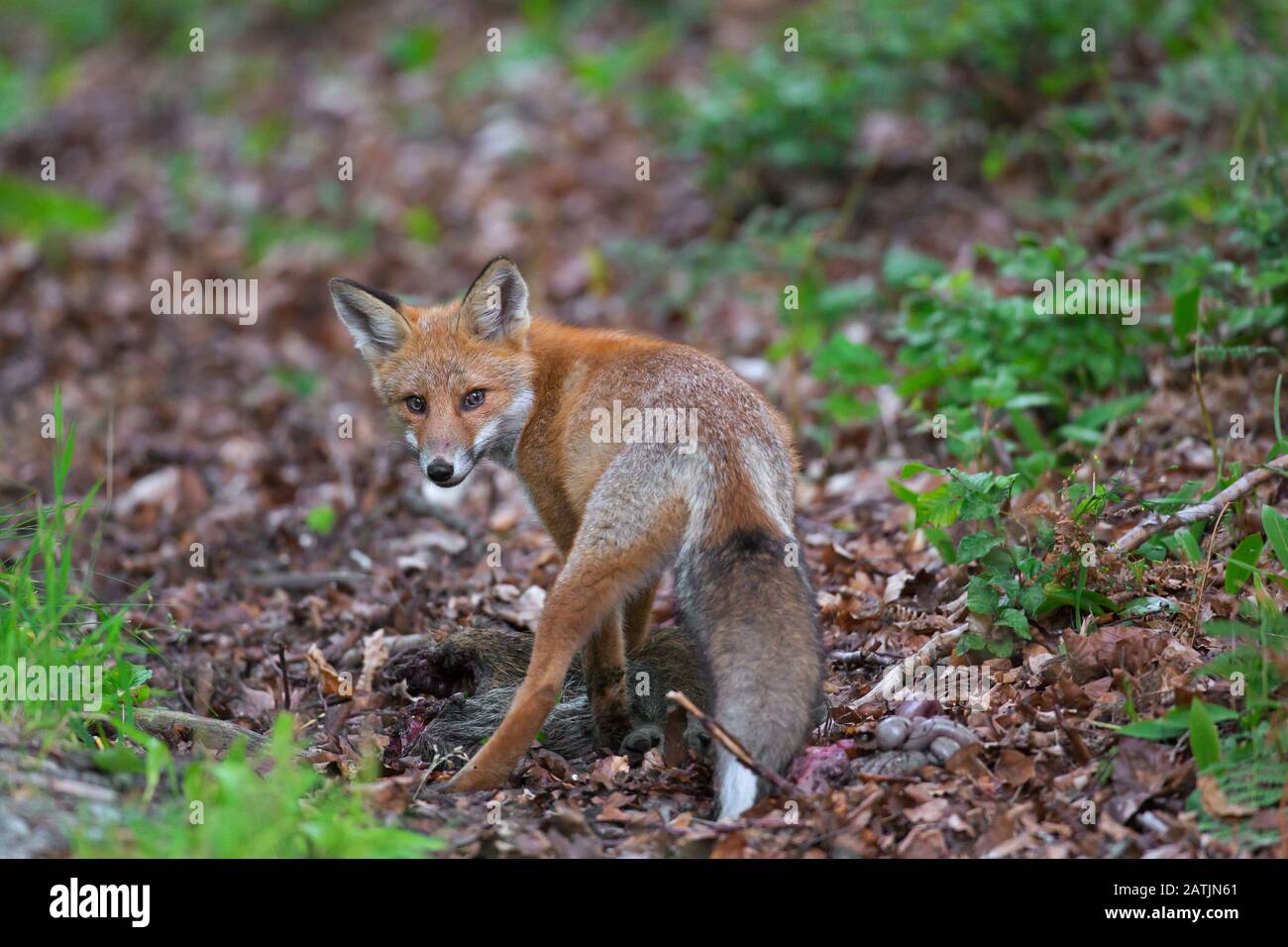 Giovane volpe rossa (Vulpes vulpes) che alimenta la carcassa di cinghiale / stridore ucciso Foto Stock