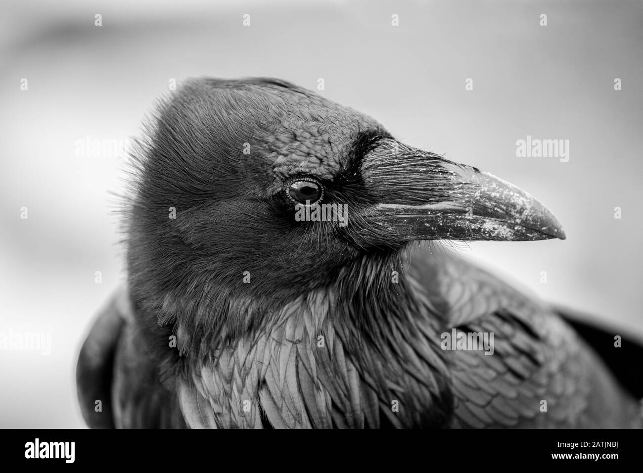 Raven nel Parco Nazionale di Yellowstone, Wyoming, Stati Uniti. Foto Stock