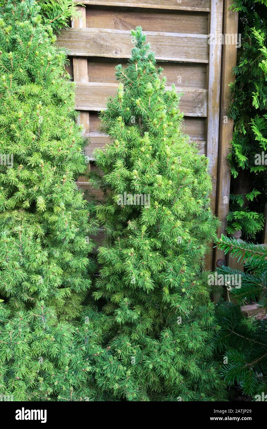 Bella immagine di Picea Glauca Conica o abete bianco nano in un giardino Foto Stock
