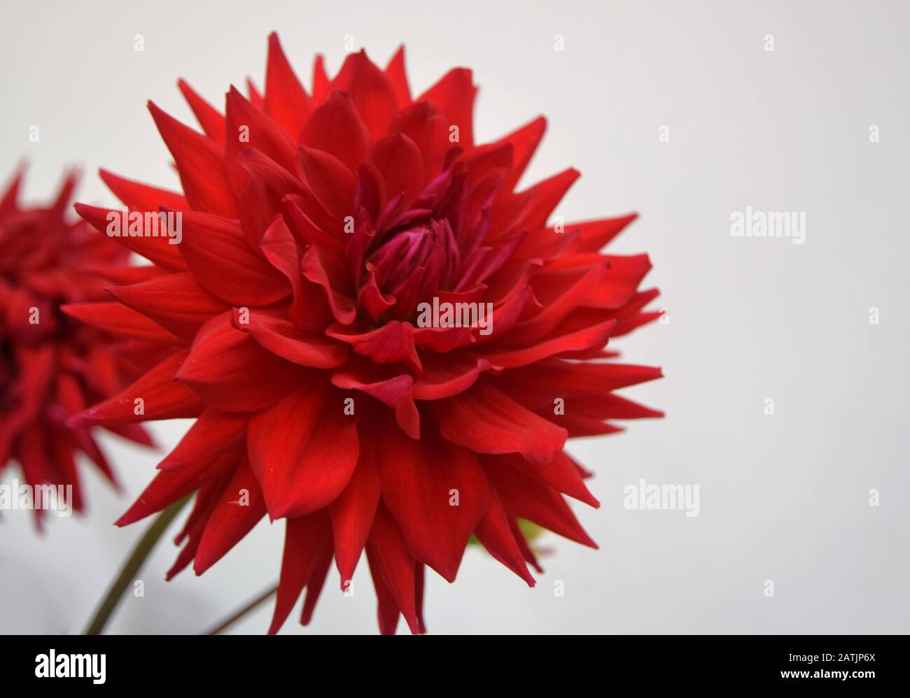 due dahlias rossi Foto Stock