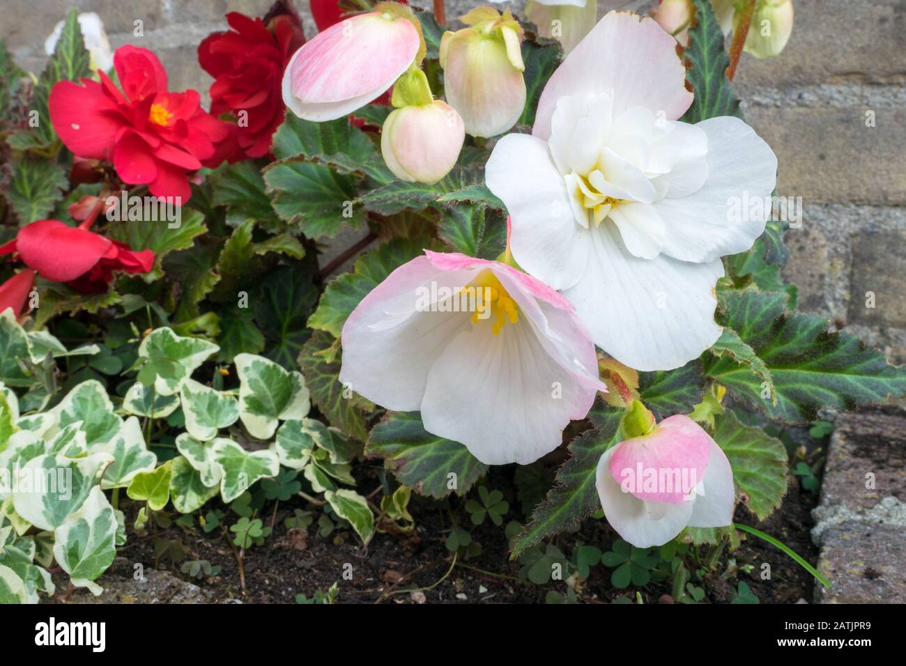 Bella immagine di tuberosa Begonia con fiori e Ivy (Hedera helix) che crescono in un letto di fiori Foto Stock