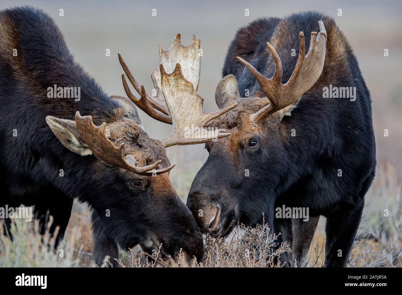 Alci, Grand Teton National Park, Wyoming USA Foto Stock