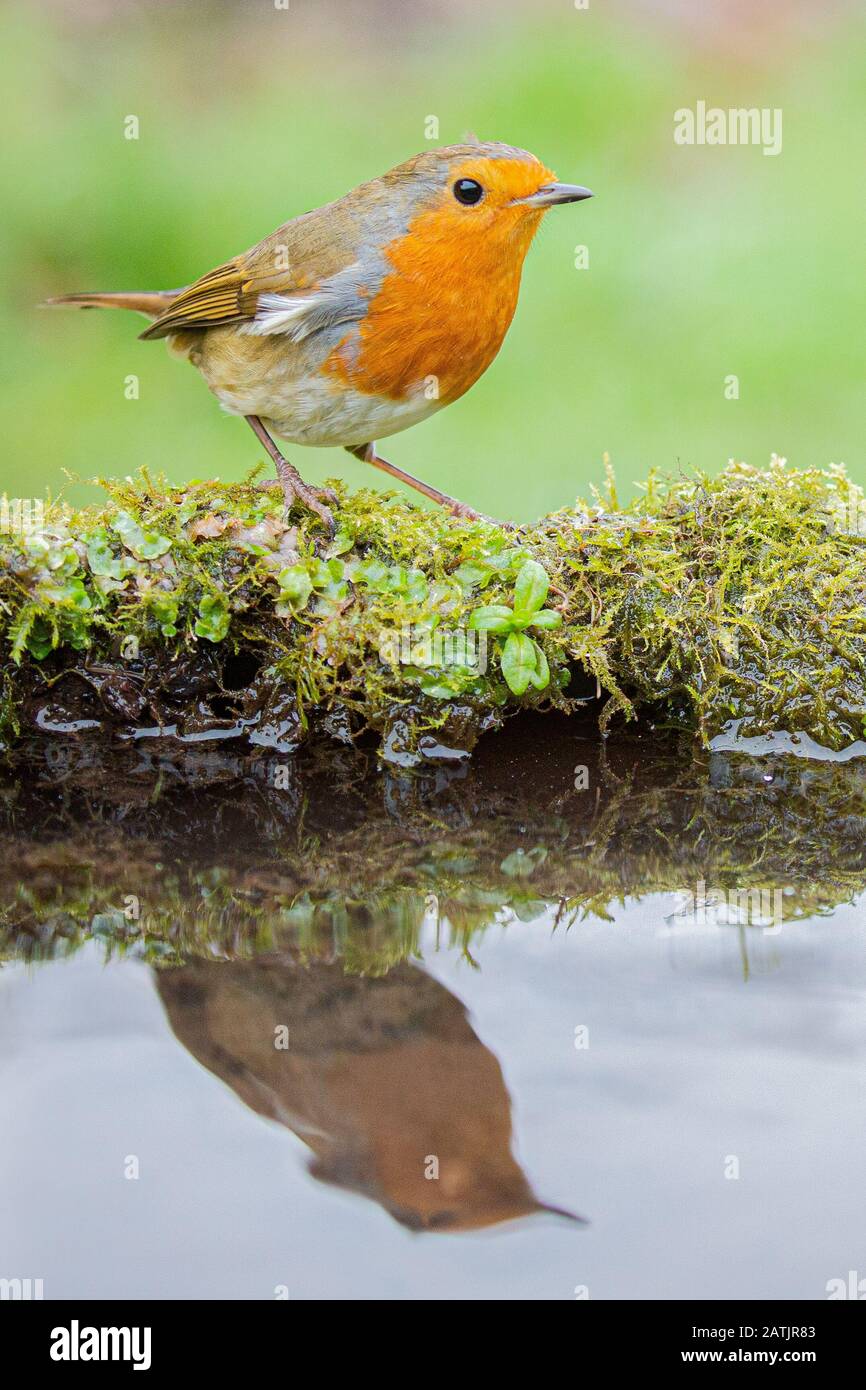 Robin in piedi su muschio e riflesso in stagno. Foto Stock