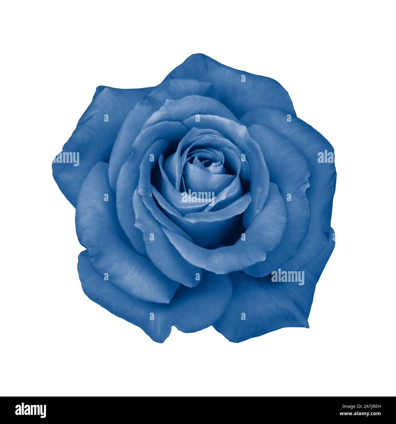 Fiore di rosa fresco isolato su bianco. Isolato rosa fiore colorato in classico colore blu alla moda. Bella naturale all'aperto rosa giardino fiore Foto Stock
