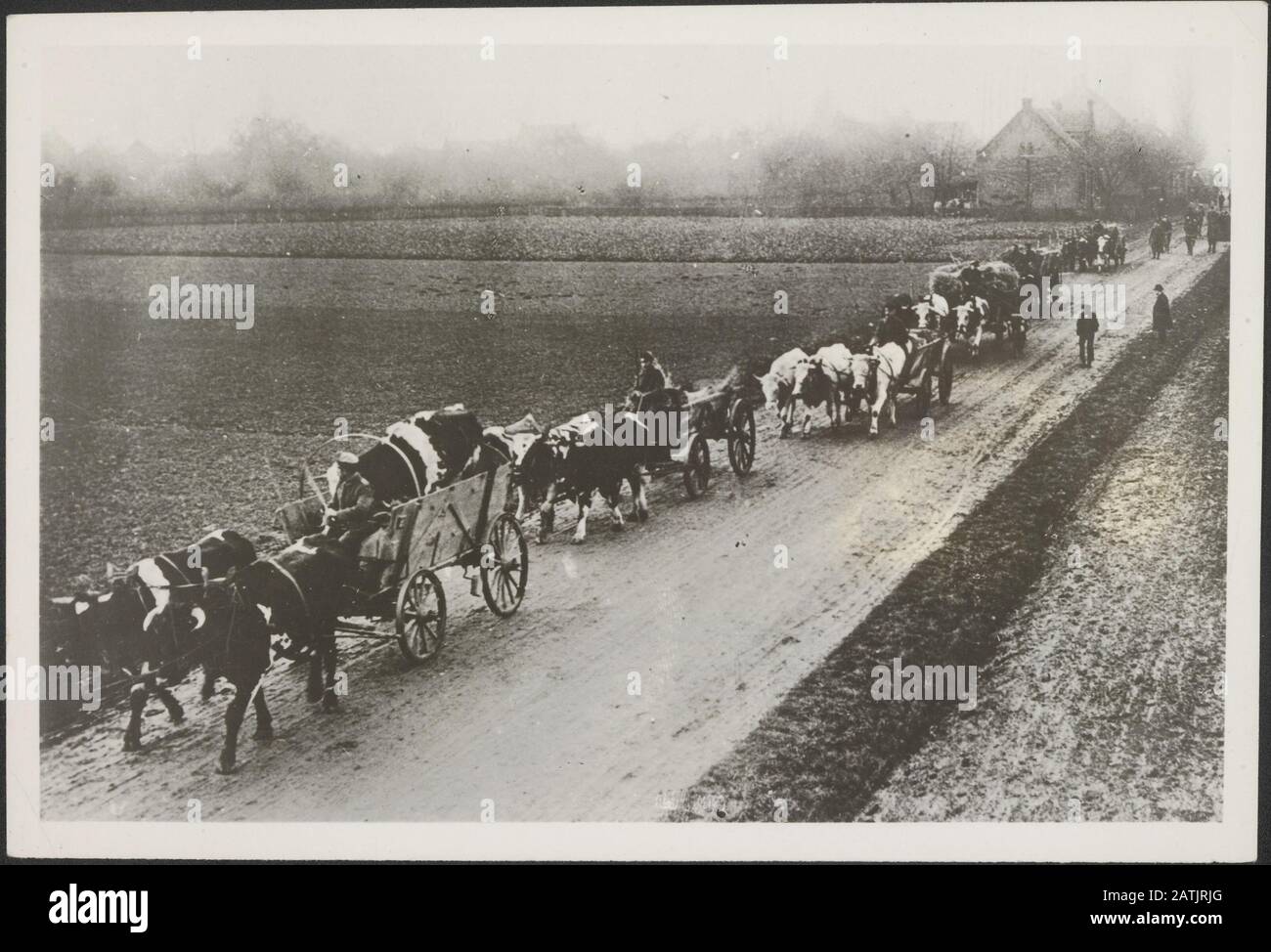 Descrizione: Guerra mondiale I. tedeschi entrare in Olanda, prendendo con loro bestiame rubato. Notare la mancanza di veicoli a motore. Buoi e cavalli stanno tirando i carri. Annotazione: Soldati tedeschi che tirano i Paesi Bassi con bestiame rubato. Notare la mancanza di veicoli. Buoi e cavalli che tirano i carri. Foto scattata dopo l'armistizio nel novembre 1918 Data: Novembre 1918 Località: Olanda Parole Chiave: Prima guerra mondiale booty, ritiri, autotreni Foto Stock