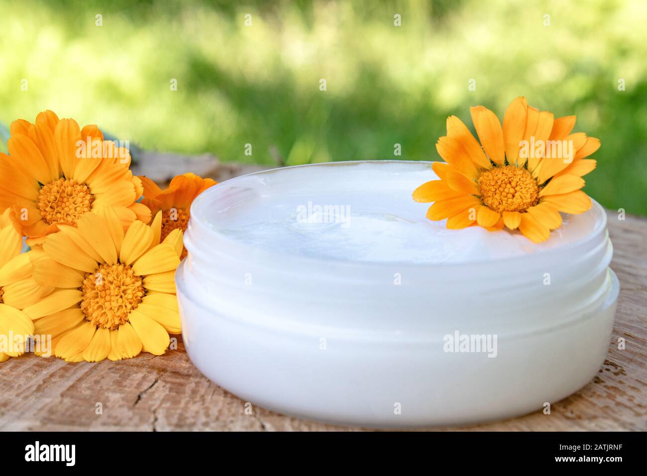 Crema per la cura del corpo con calendula. Fiori freschi di calendula arancione su sfondo di legno in natura. Crema cosmetica per la pulizia della pelle con calend Foto Stock