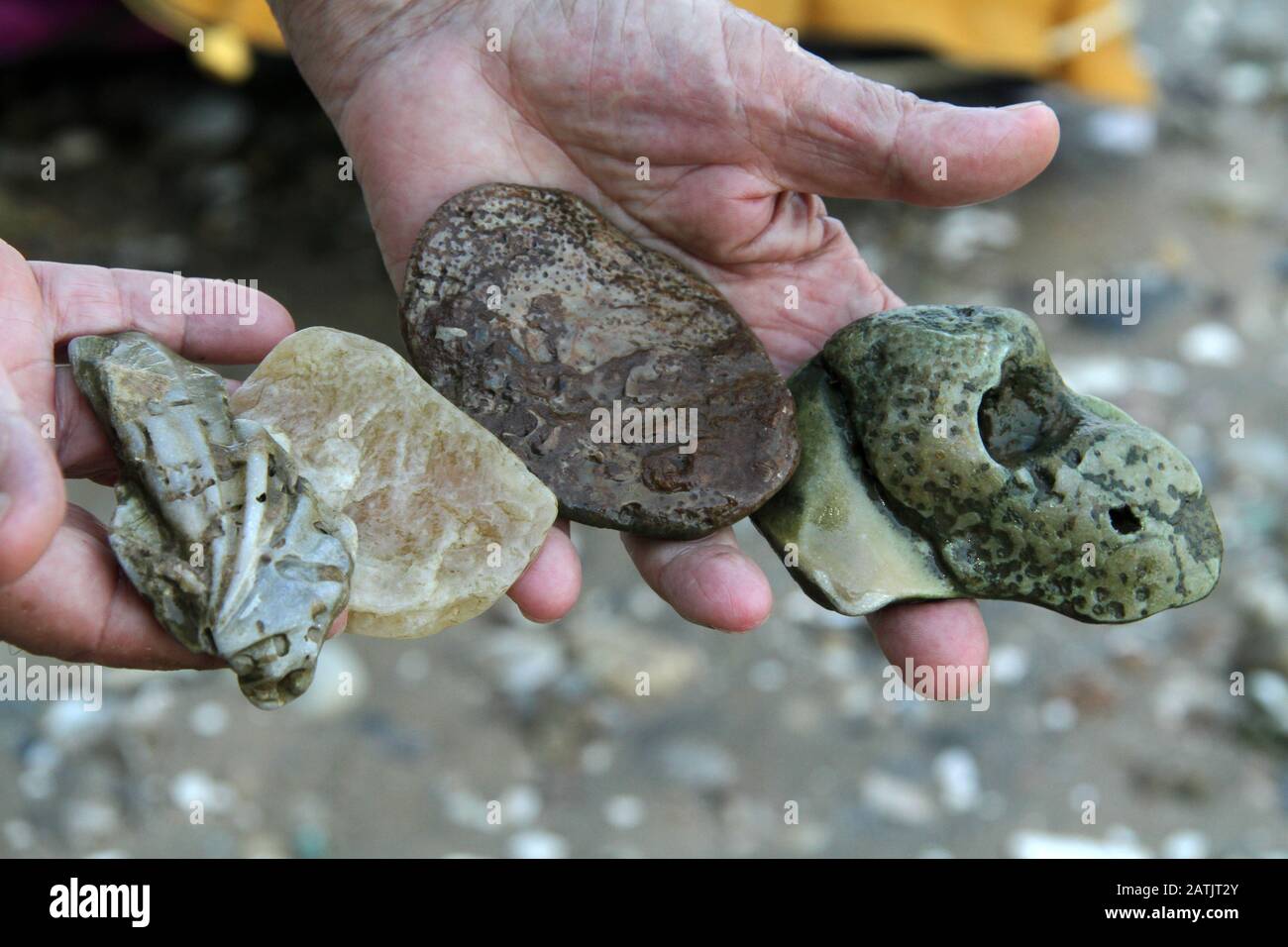 Varie rocce raccolte dalla riva del fiume James in VA, Stati Uniti d'America. Vari gusci e rocce nelle mani dell'uomo. Foto Stock
