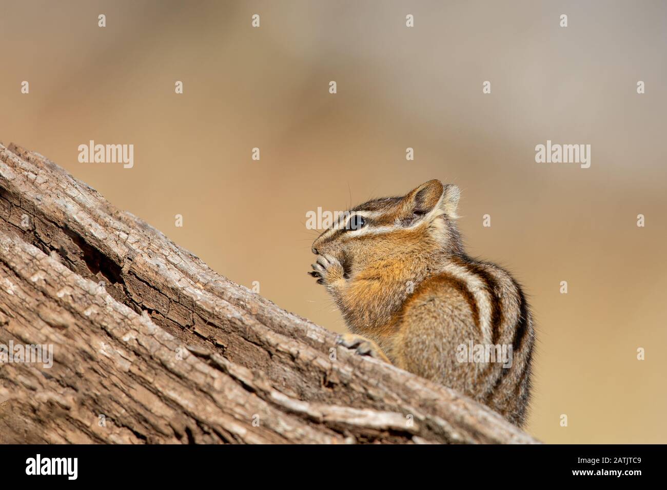 Chipmunk, Wyoming, Stati Uniti Foto Stock