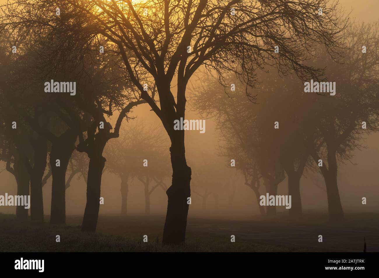 Sunrise vicino a Znojmo, Moravia del Sud, Repubblica Ceca Foto Stock