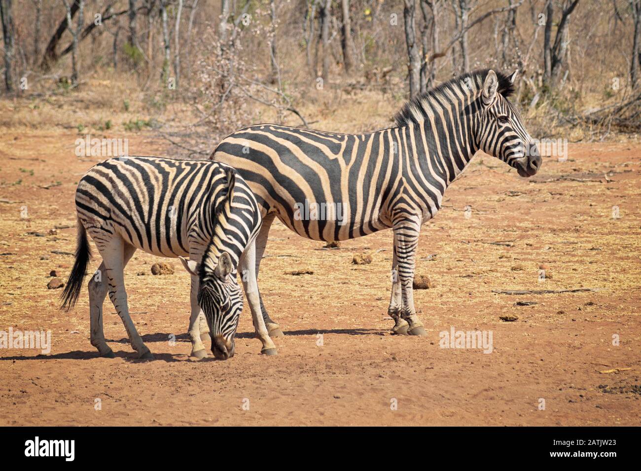 Zebre sulla savana secca alla ricerca di cibo nel sole caldo su pianure vuote Foto Stock