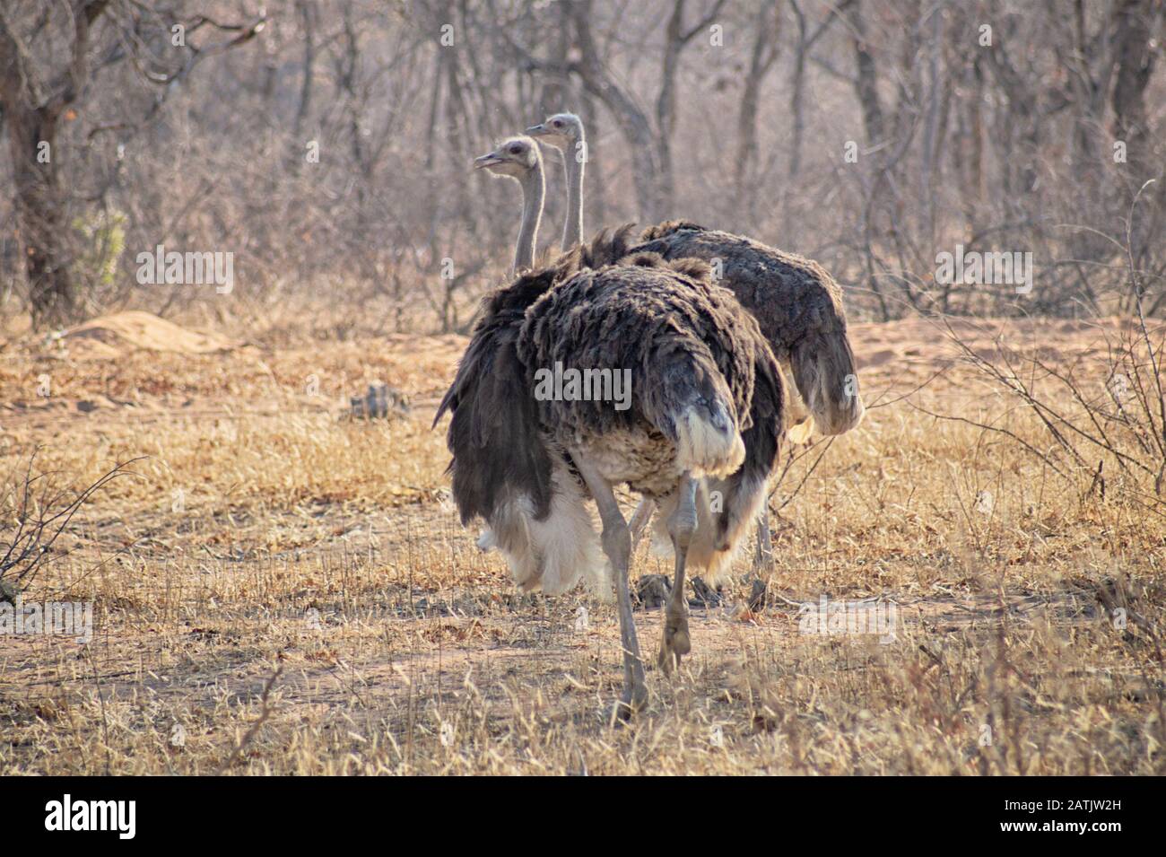 Coppia di struzzo sulla savana secca con alberi barenaked sullo sfondo Foto Stock