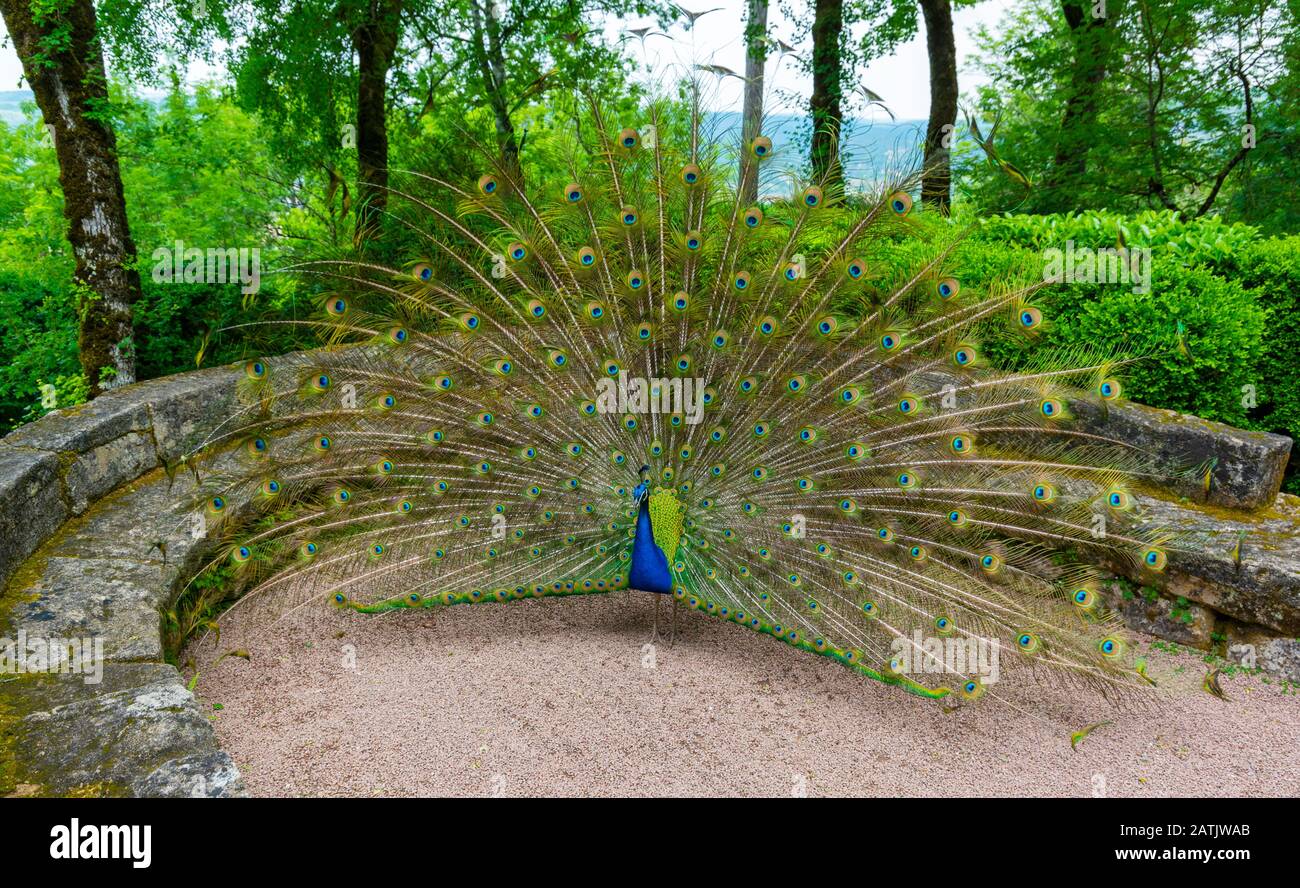 Francia, Dordogne, Vezac, Jardins de Marqueyssac, peacock piuma mostra visto dalla parte anteriore Foto Stock