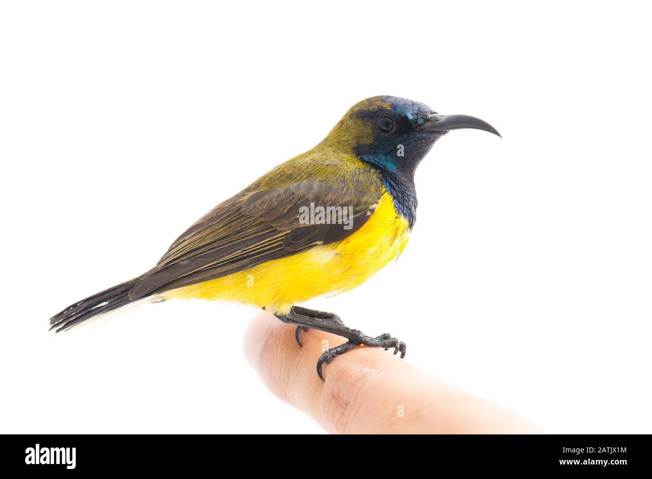 Uccello del sole - Cinnyris jugularis, (Nectarinia jugularis) conosciuto anche come uccello del sole dal ventre giallo, isolato su sfondo bianco Foto Stock